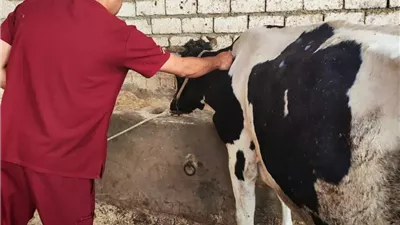 تحصين 41 ألفًا و979 رأس ماشية ضد الحمى القلاعية بالمنيا