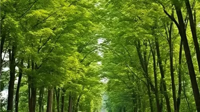 الشَّجرُ حياةٌ ونفعٌ وعمران، ورعايته طاعة لله ورسوله ﷺ