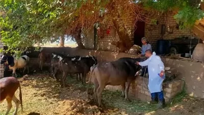 تحصين 76 ألف رأس ماشية ضد الحمى القلاعية و الوادي المتصدع بالمنيا