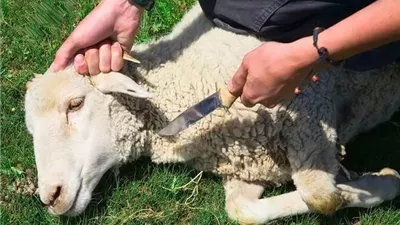 قول الشرع فى أكل جَنين الذبيحة..د.عطية لاشين يوضح