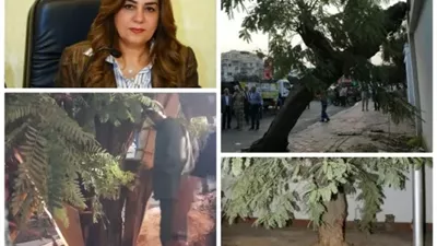 نقل شجرة عملاقة وإعادة زراعتها بعد سقوطها على عقار بمصر الجديدة