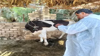 تحصين 146 ألفًا و341 رأس ماشية ضد الحمى القلاعية وحمى الوادي