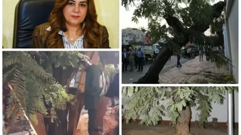 نقل شجرة عملاقة وإعادة