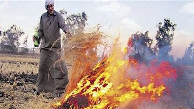في موسم حرق قشر الأرز الأزهر للفتوي يؤكد حرمته