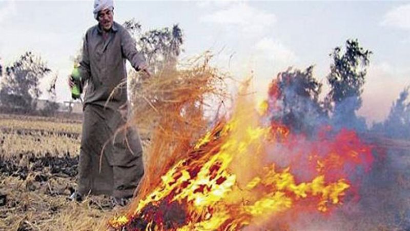 فى موسم حرق قشر الأرز