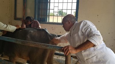 قافلة بيطرية مجانية لصغار المربين في الإسماعيلية ..صور