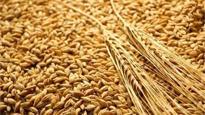 وزير التموين: نستهدف خفض استيراد القمح خلال 2020