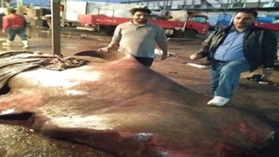 هيئة الثروة السمكية تكشف حقيقة ظهور القرش الحوتي فى السويس