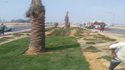 رئيس الجهاز: بدء زراعة وتشجير المدخل الثالث بمدينة العاشر من رمضان