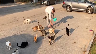 فى لقطة إنسانية...مدحت صالح يطعم القطط المتواجدة أمام منزله.. فيديو