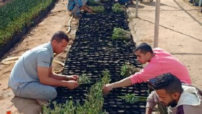 التنمية المستدامة يجهز 50 ألف شتلة زيتون لتوزيعها على المواطنين العام القادم بمطروح