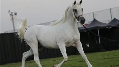 مالك مزرعة الجابري: بطولة منظمة الجواد العربي تبرز نتاج وجهد كل المربين بمصر