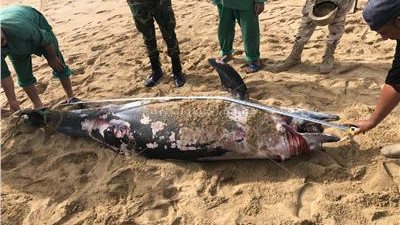 بالفيديو والصور : العثور على دولفين نافق بالإسكندرية عمره سنه ونص