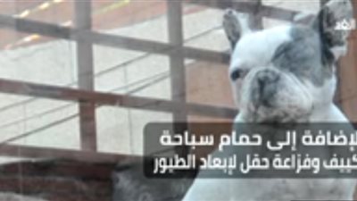 قصر فاخر للحيوانات الأليفة بتكلفة 5 آلاف دولار..فيديو