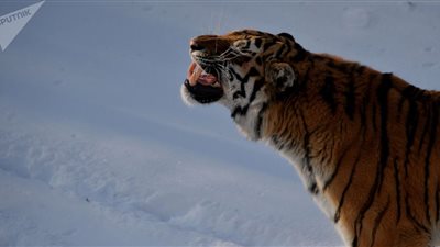 ضحية نمر حديقة الحيوان يحكي تفاصيل الواقعة