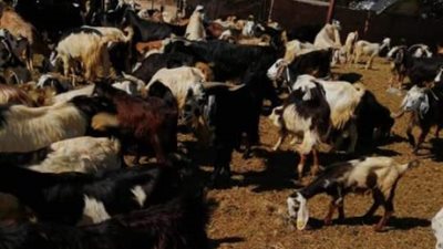 نفوق ٧٢ رأس غنم بالوادى الجديد بسبب التسمم .. صور