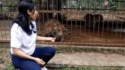 النمر يهاجم فتاة بسبب صورة 