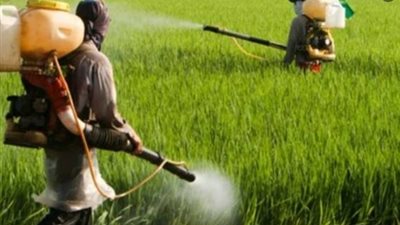 نقيب الفلاحين يطالب بتفعيل دور المرشد الزراعى ومنع استخدام المبيدات المغشوشة