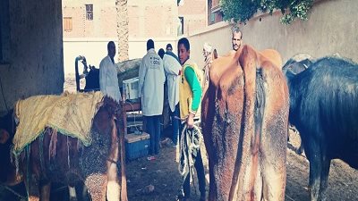 قافلة بيطرية مجانية لخدمة المربين والمزارعين بمحافظة الفيوم