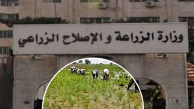 الزراعة تنفى استيراد تقاوى فاسدة
