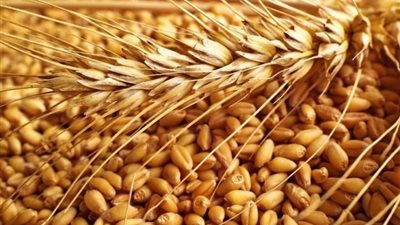 الجزائر تشترى 400 ألف طن من قمح الطحين خلال مناقصة عالمية