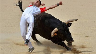 ثور هائج يهرب من مزرعة ويستولي على بيت مواطن لمدة يومين