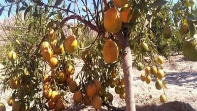 تصدير 15 ألف طن موالح تؤهل مصر لإزاحة أسبانيا من المركز الأول عالمياً