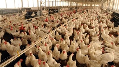 نبأ سار للمواطنين بشأن أسعار الدواجن