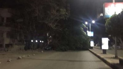 سقوط شجرة في الدقى بسبب الطقس السيئ