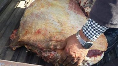غراب يوجه بتكثيف الحملات البيطرية للقضاء على ظاهرة الذبح خارج السلخانة