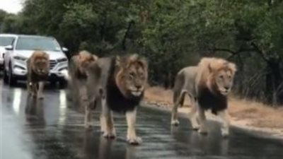 بالفيديو.. زحام مرورى بسبب قطيع من الاسود يمشون فى الطريق العام