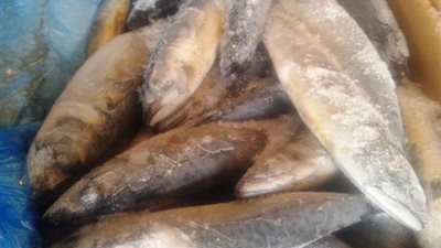 ضبط ١١طن و٧٦٠كيلو سمك ماكريل منتهى الصلاحية بالغربية .. بالصور