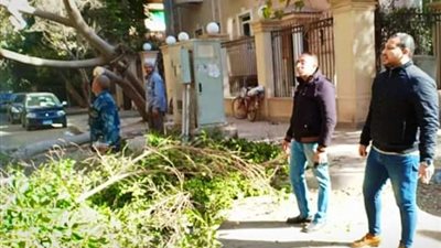 حى الدقى ينقذ المواطنين ويرفع شجرة بعد ميلها بشكل خطير بالصور