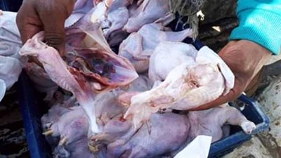 ضبط 3 أطنان دواجن بمجزر كفرالشيخ غير صالحة للاستخدام الأدمى .. بالصور