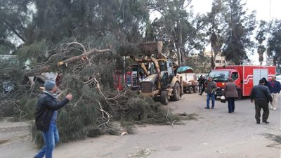 سقوط شجرة معمرة يعطل طريق طنطا-المحلة الكبرى