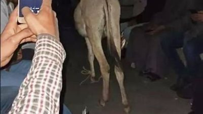 بالفيديو.. حمار يستقل قطار قنا