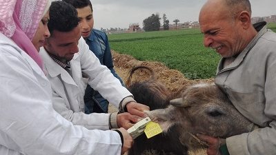الزراعة تناشد المربيين تحصين الماشية ضد مرض الجلد العقدي