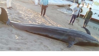 العثور على حوت نافق بالغردقة