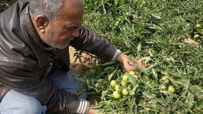 الطماطم المحصول الأول زراعة وانتاجا في الإسماعيلية معاينة وتوصيات .صور