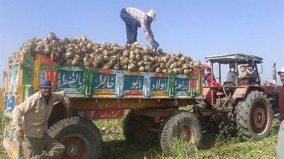 الإسماعيلية تجني بنجر السكر نتائج مبشرة ومحصول استراتيجي.صور