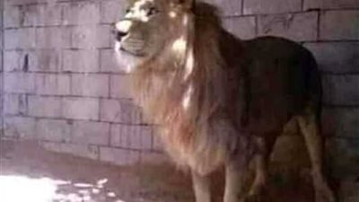من أمام القفص.. رئيس نادى الشمس يكشف حقيقة هروب الاسد.. فيديو