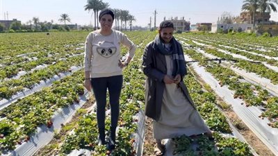 فراولة الإسماعيلية ضحية الطقس السيئ وخسائر المزارعين بالجملة.فيديو وصور