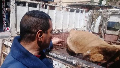 إحباط ترويج لحوم بقرة نافقة على المواطنين فى الاسماعيلية.. بالصور
