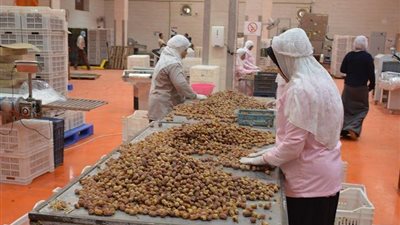 محافظ الوادي الجديد يطمئن على أجور العاملين بمجمع تمور المحافظة