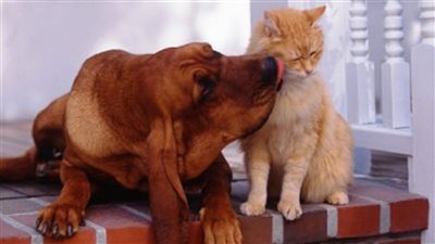 بعد أزمة كورونا.. مدينة صينية تتخذ قرارًا صارمًا بشأن أكل القطط والكلاب وتتوعد المخالفين