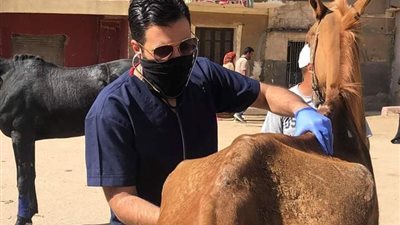 مبادرة لإنقاذ الخيول بنزلة السمان بعد توقف السياحة بسبب كورونا