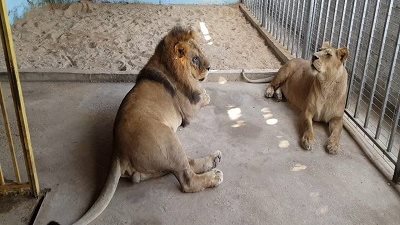 حديقة الحيوان في منزلك.. فيلم تسجيلي من انتاج وزارة الاعلام