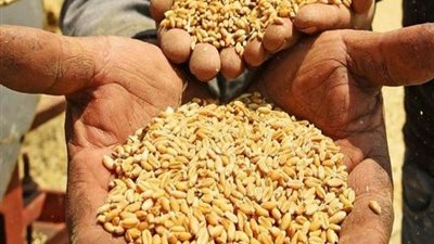 نقيب الفلاحين: دعوة الرئيس بعدم تخزين اقماح في بيوتهم.. واجب وطنى ودينى.
