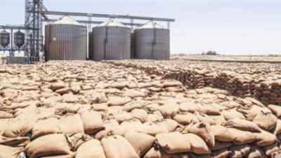 توريد مليون طن قمح محلى خلال أسبوعيين