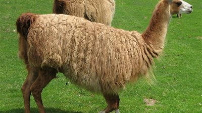 حيوان اللاما قد يكون سببا في علاج فيروس كورونا